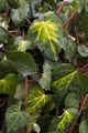 Hedera colchica Sulphur Heart IMG_6532 Bluszcz kolchidzki